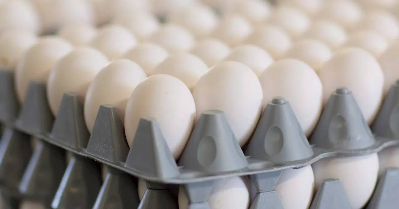 Eggs sit at the farm of Roger Pelissero in West Lincoln, Ont., on March 7, 2016.