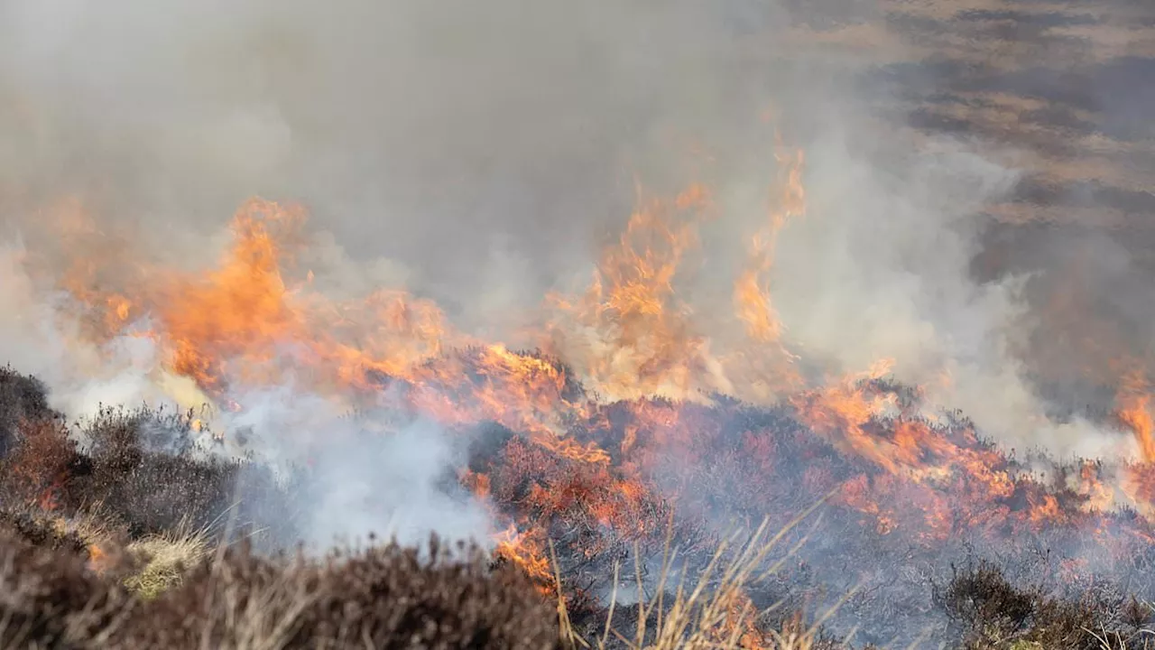 Rewilding 'Religion' Risks Catastrophic UK Wildfires, Ministers Warned