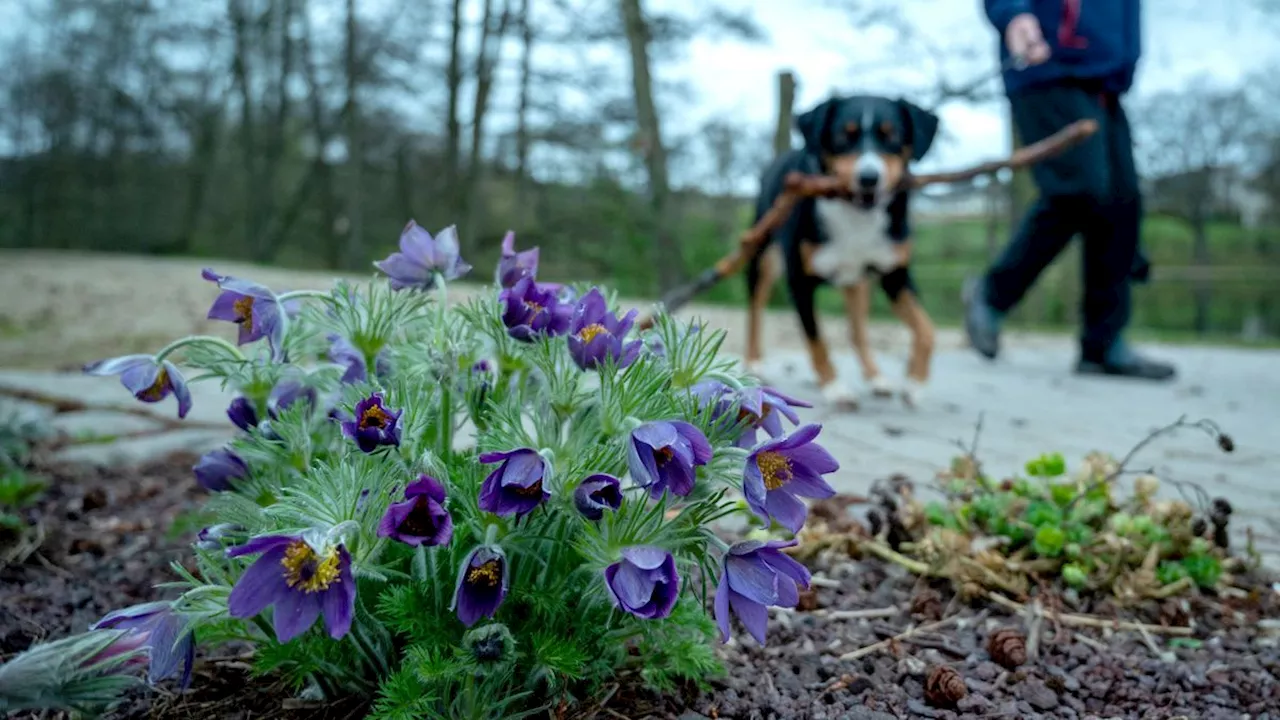 Frühlingsblumen: Achtung vor Gift für Hunde