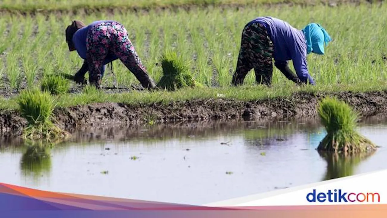 Bulog Target Serap 3 Juta Ton Setara Beras, Ini Strategi WAHYU Suparyo