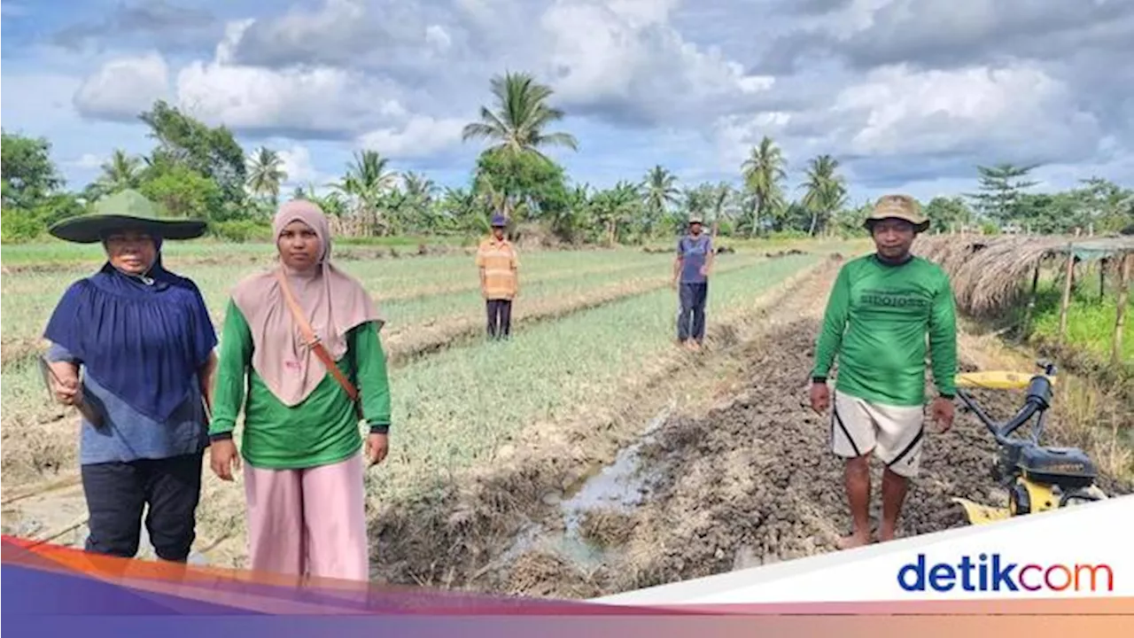 Kisah Petani Merauke Genjot Produktivitas Lewat KlasterkuHidupku BRI