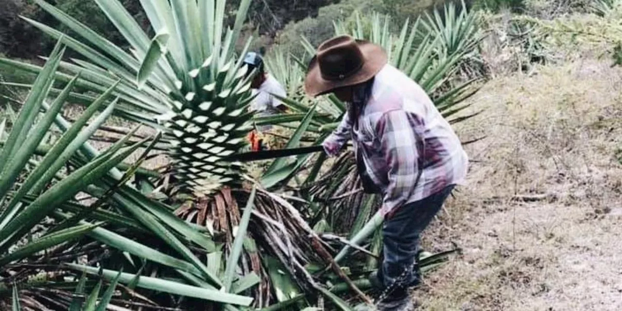 CRT y UAG crean diplomado en seguridad laboral para agroindustria tequilera