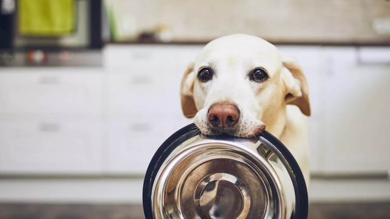 Sustancias tóxicas en el hogar que pueden afectar la salud de las mascotas