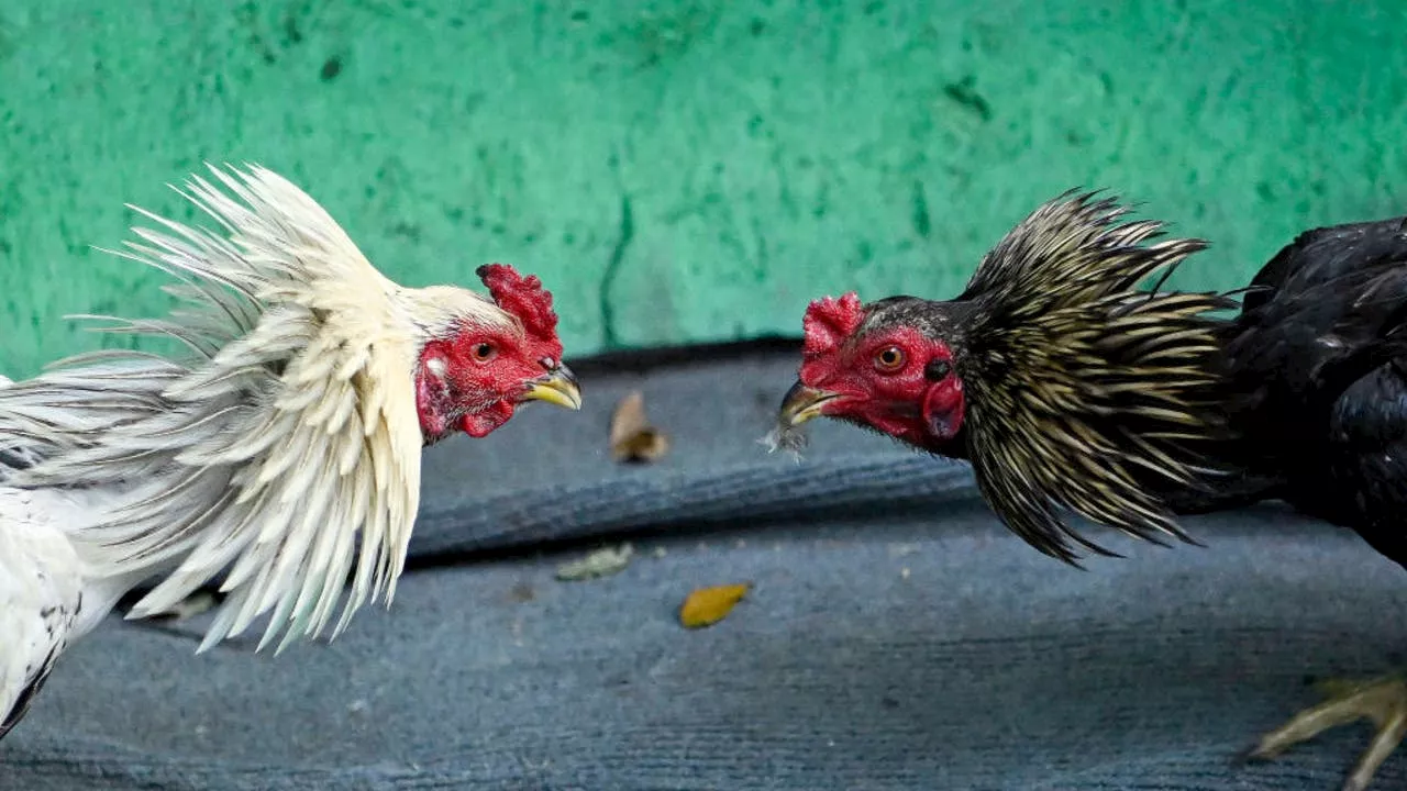 Major Cockfighting Ring Busted in San Bernardino County