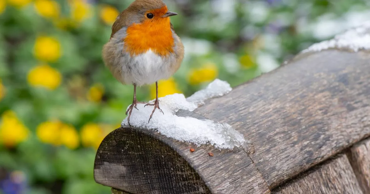 Help Robins Survive the Winter With These Helpful Tips