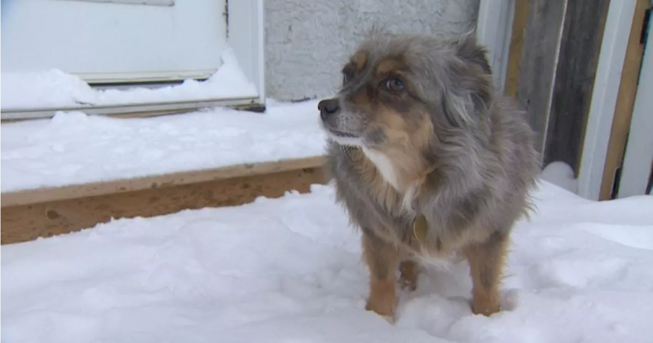 Keeping Pets and Wildlife Safe During a Deep Freeze