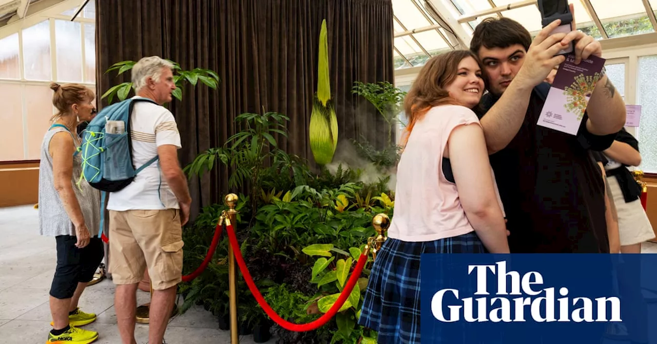 Sydney erupts with online fanfare as corpse flower blooms for the first time in 15 years