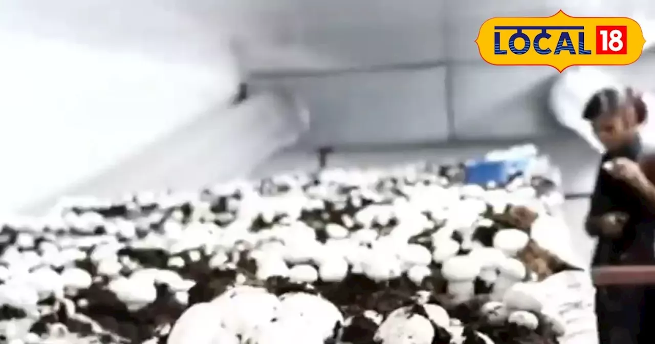 Mushroom Cultivation: सर्दी के मौसम में मशरूम लगाने वाले किसान ध्यान दें, ऐसे करें टेंपरेचर मेंटेन