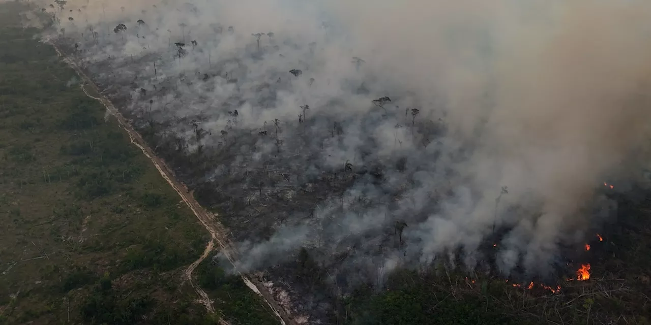 Deforestazione e incendi: l'Amazzonia in pericolo