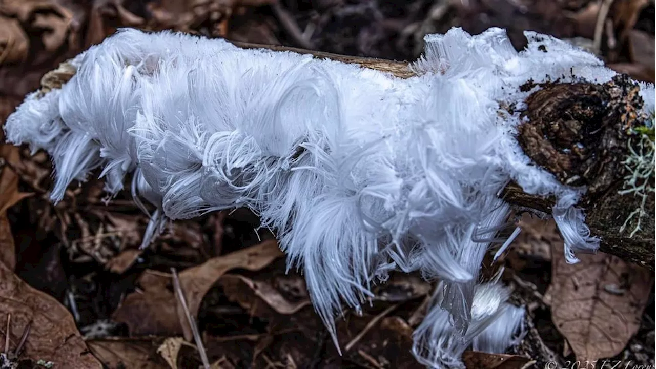 Hair today, gone tomorrow: the fleeting beauty of 'hair ice'