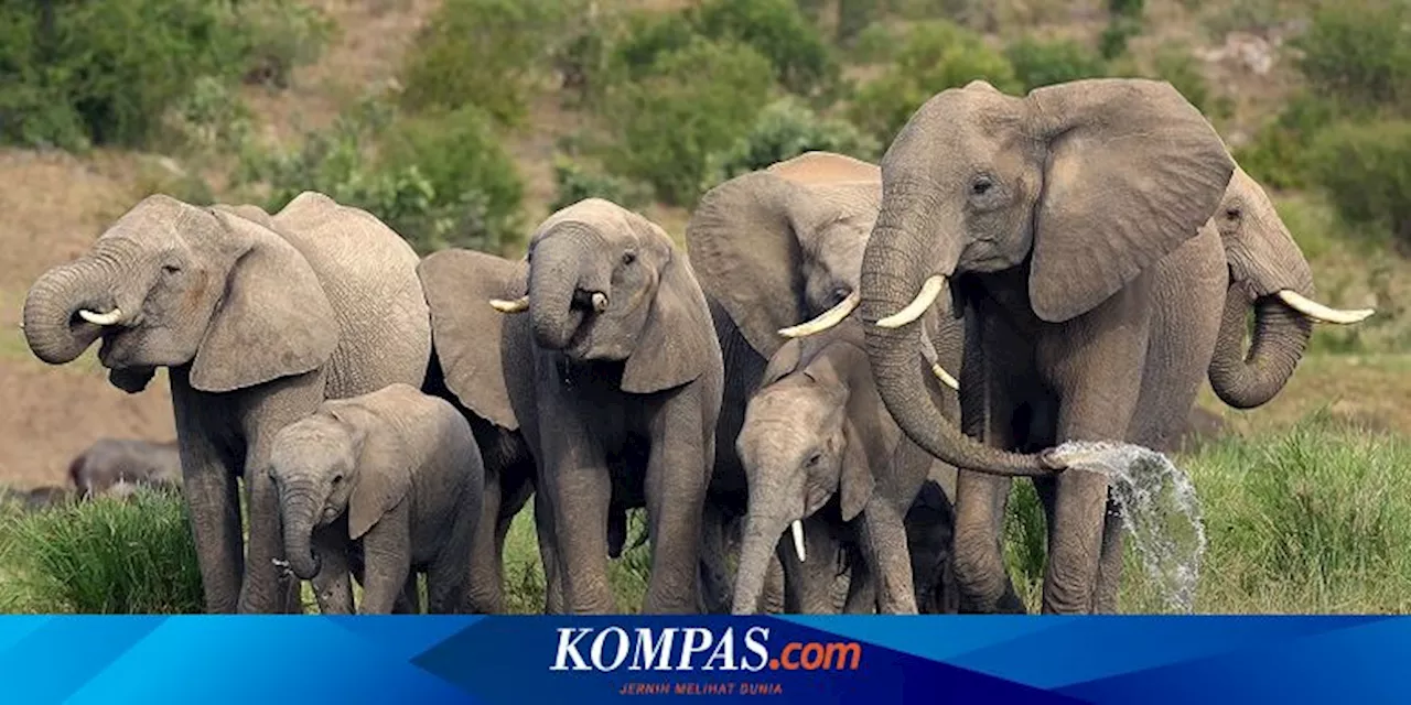 Benarkah Gajah Takut pada Tikus?