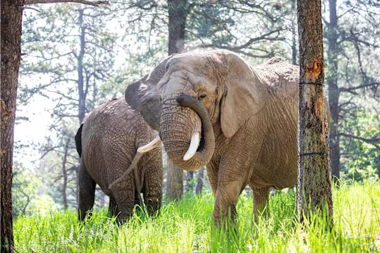 Colorado Court Rules Elephants Lack Legal Standing for Freedom