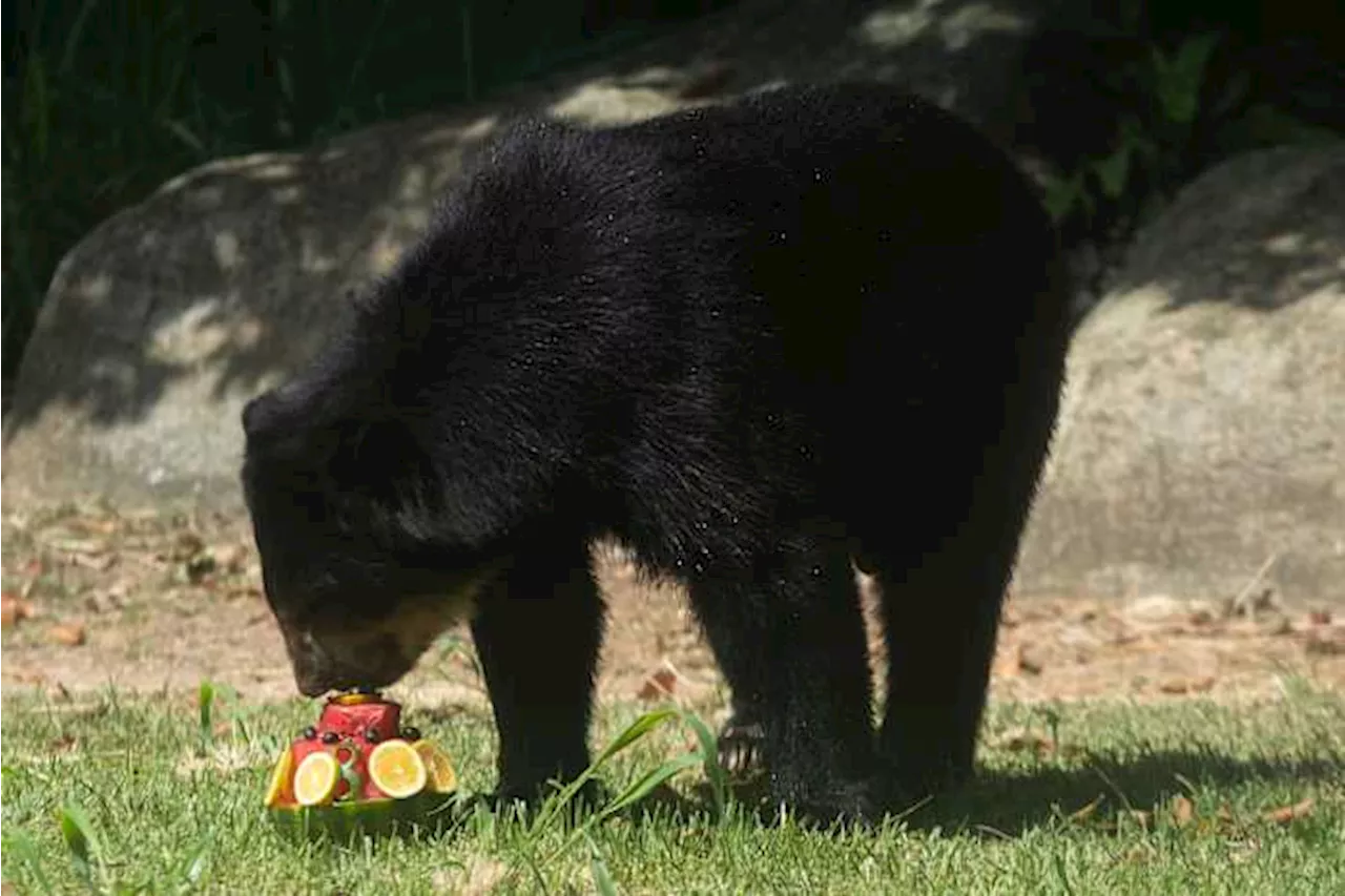 Zoo Gives Animals Frozen Treats as Brazil Swelters