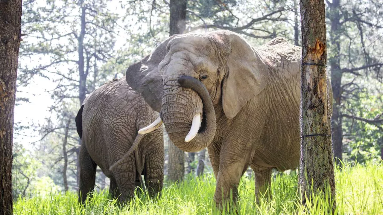 Colorado Supreme Court Rules Elephants Can't Sue for Freedom