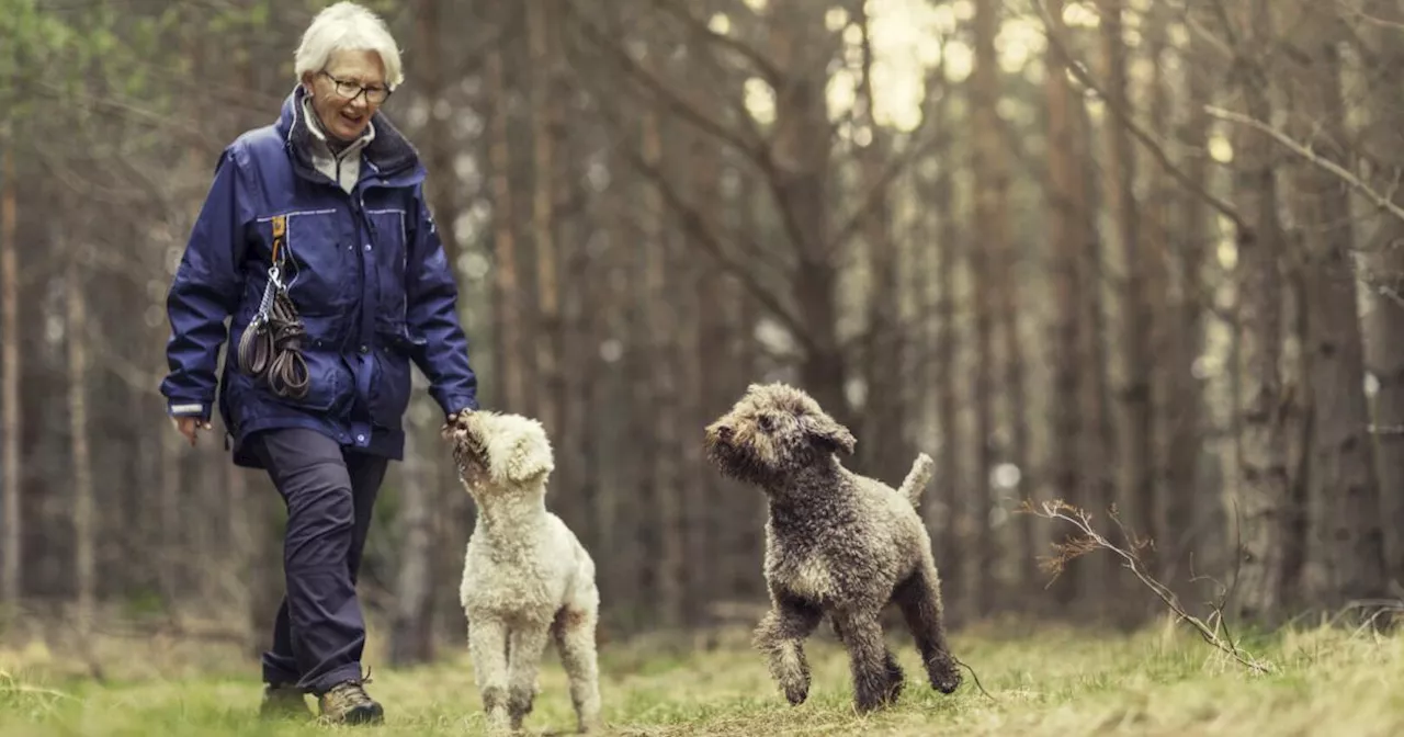 Welche bisher kaum beachtete positive Auswirkung ein Hund für ältere Menschen hat