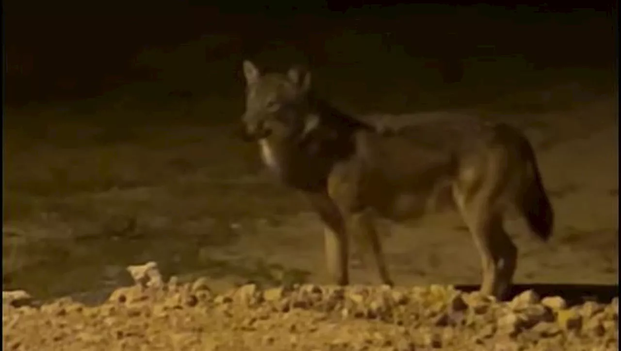 Filmé par une habitante en pleine nuit, un loup s’est-il aventuré aux portes de Limoux, dans l’Aude ?