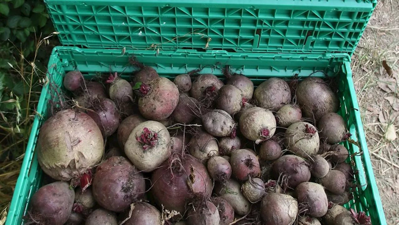 Projet de Sécurité Alimentaire à Cahors