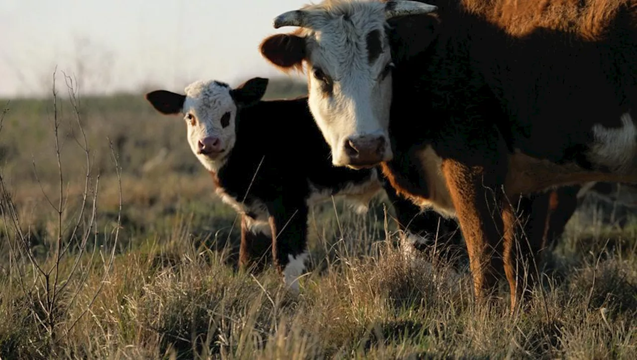 Éleveurs de Ladignac-le-Long réclament réparation après erreur de diagnostic de tuberculose bovine