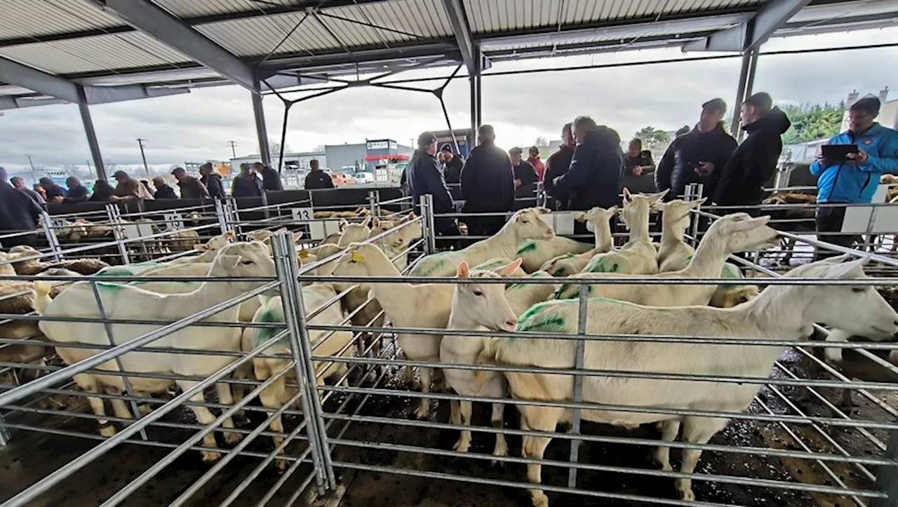 Le chevreau, nouvelle star des marchés ovins de l'Aveyron ?