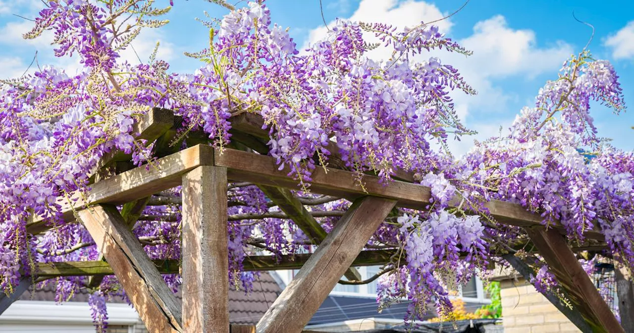 Quelles plantes grimpantes pour végétaliser une pergola ?