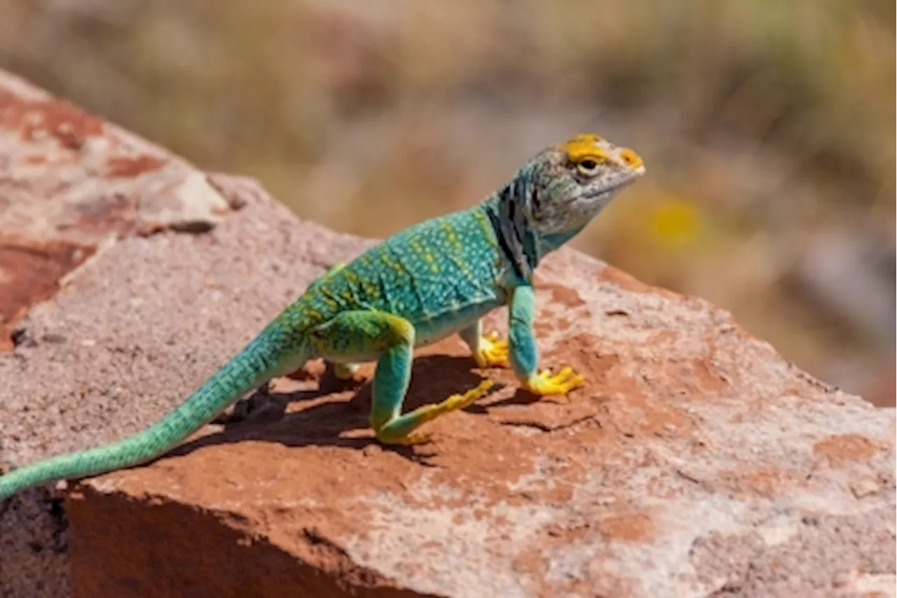 Desert Lizards Face 'Cost-of-Living' Crisis as Global Warming Rises