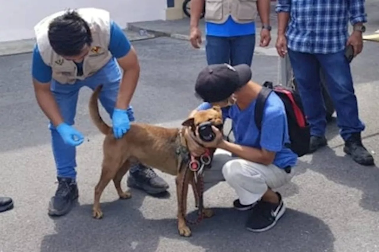 Sarawak enforces mandatory anti-rabies vaccination for all pet dogs