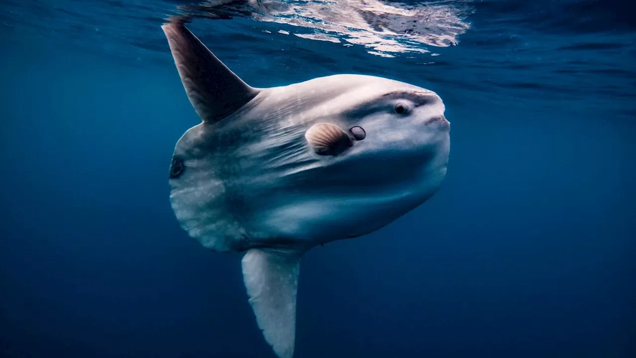 Einsamer Mondfisch im Aquarium - Papp-Besucher retten den Tag