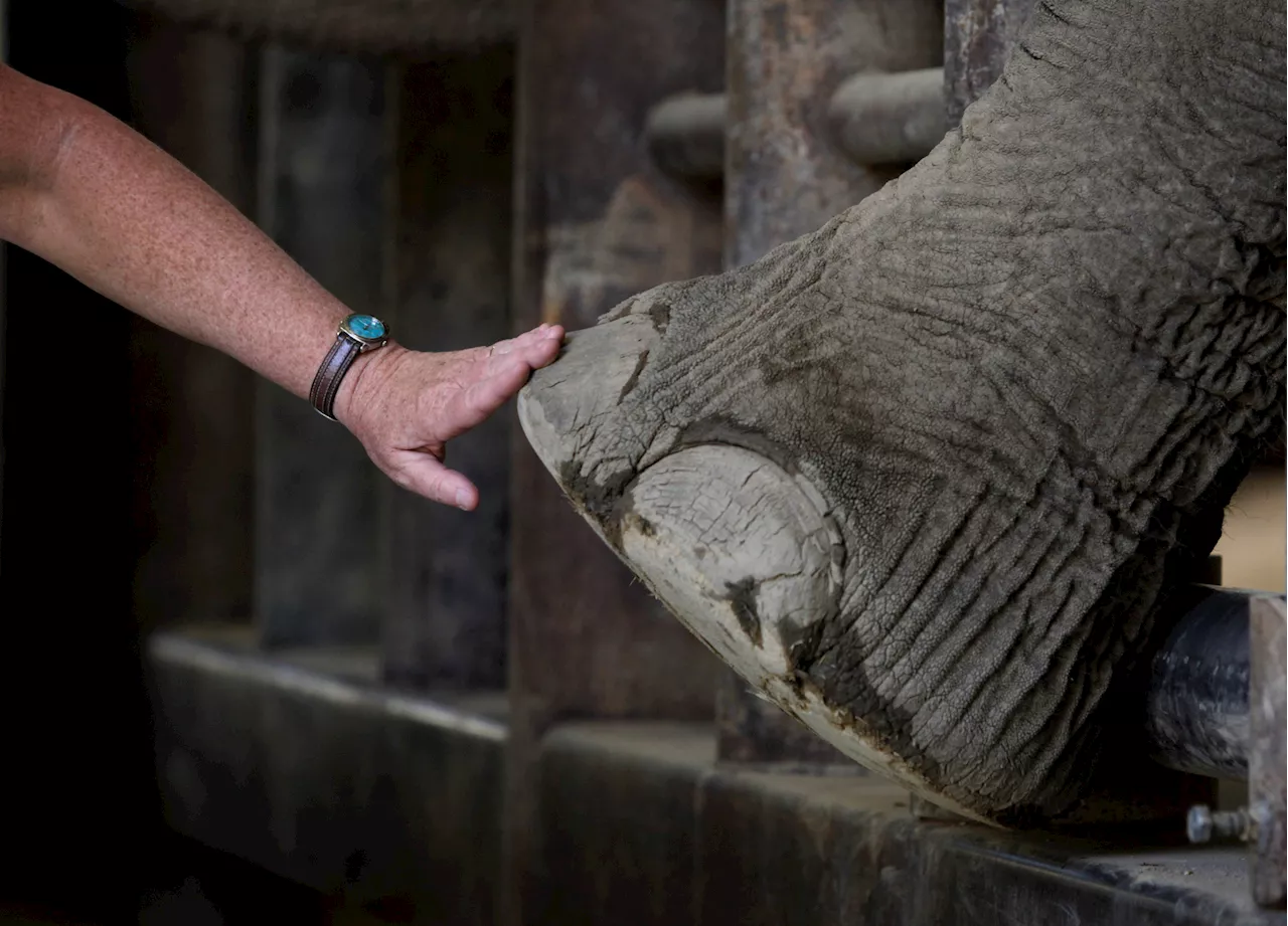 Colorado Court Rules Elephants Lack Legal Standing to Sue for Freedom