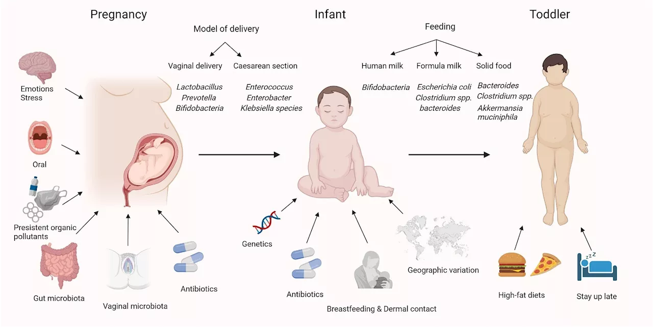 How gut microbiota impacts childhood obesity