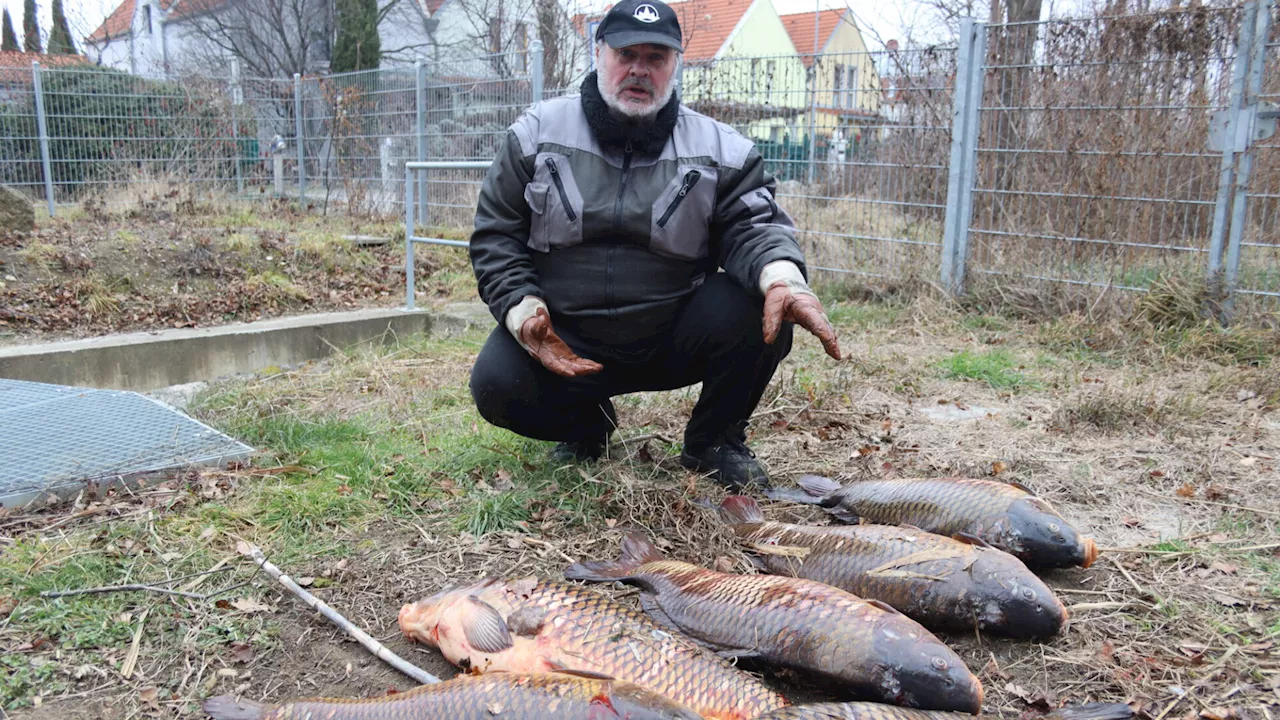 Hunderte tote Fische im Wr. Neustädter Kanal: Sportfischereiverein Baden alarmiert