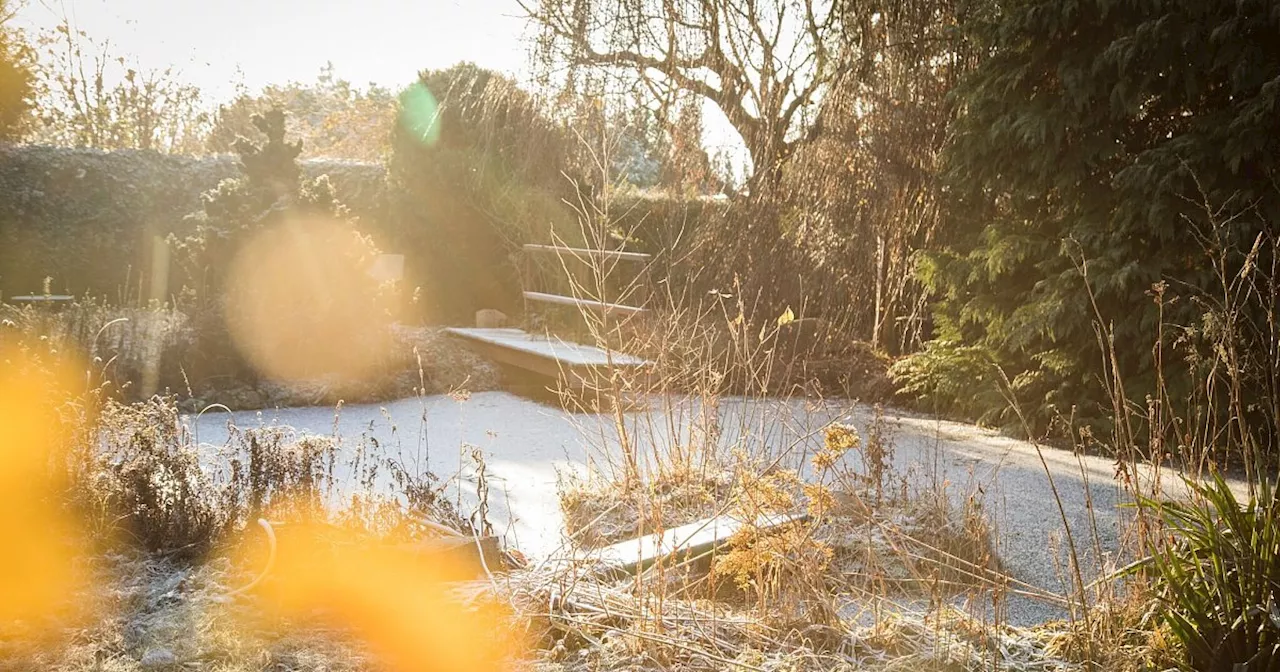 Sieben winterblühende Sträucher für den Garten