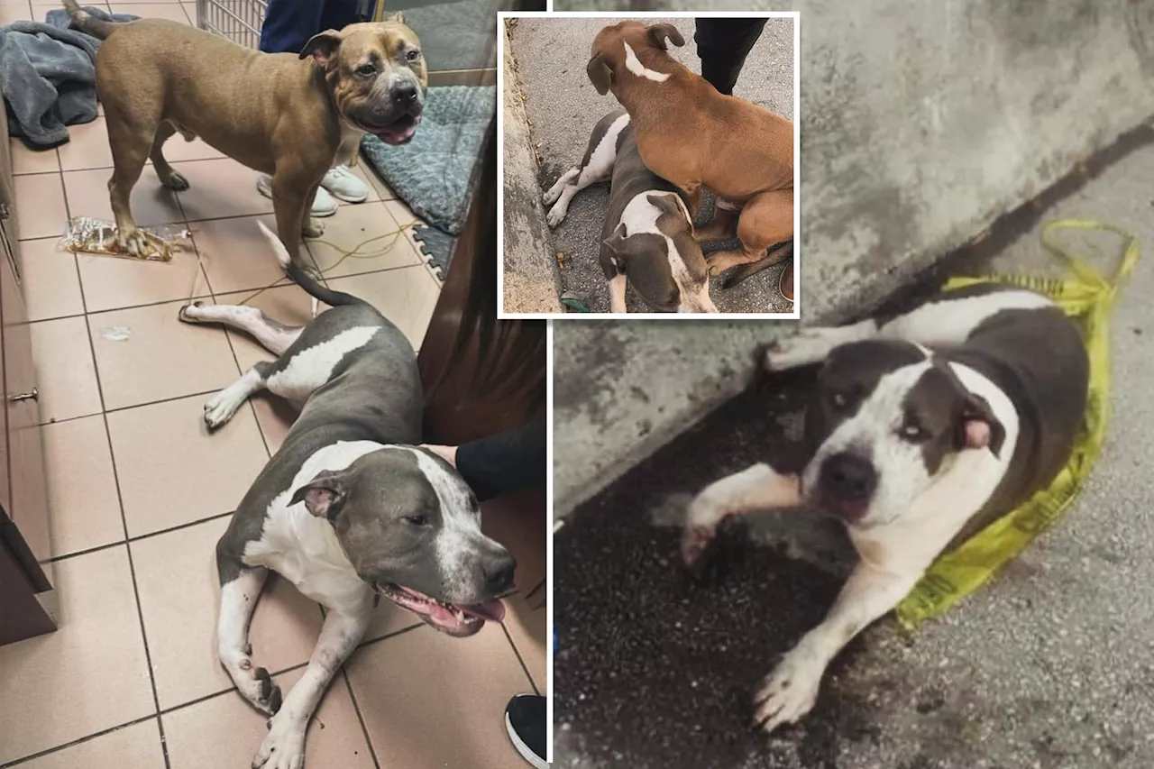 Loyal Stray Dogs,Injured in Hit-and-Run, Still Seeking Home