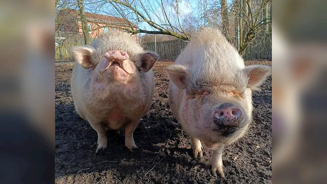 Fatma und Mamut suchen neues Zuhause: Zwei Minischwein-Mixe aus der Qualzucht