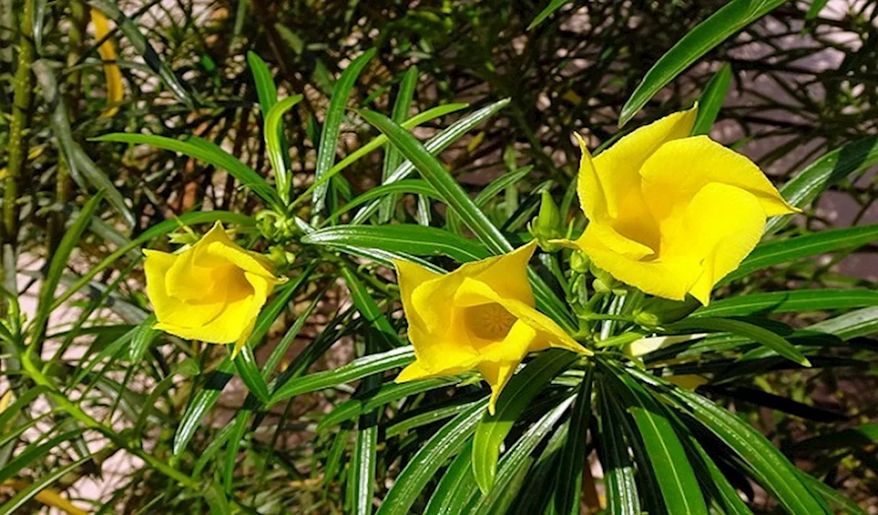 Two Children Die After Eating Yellow Oleander Leaves in Limpopo