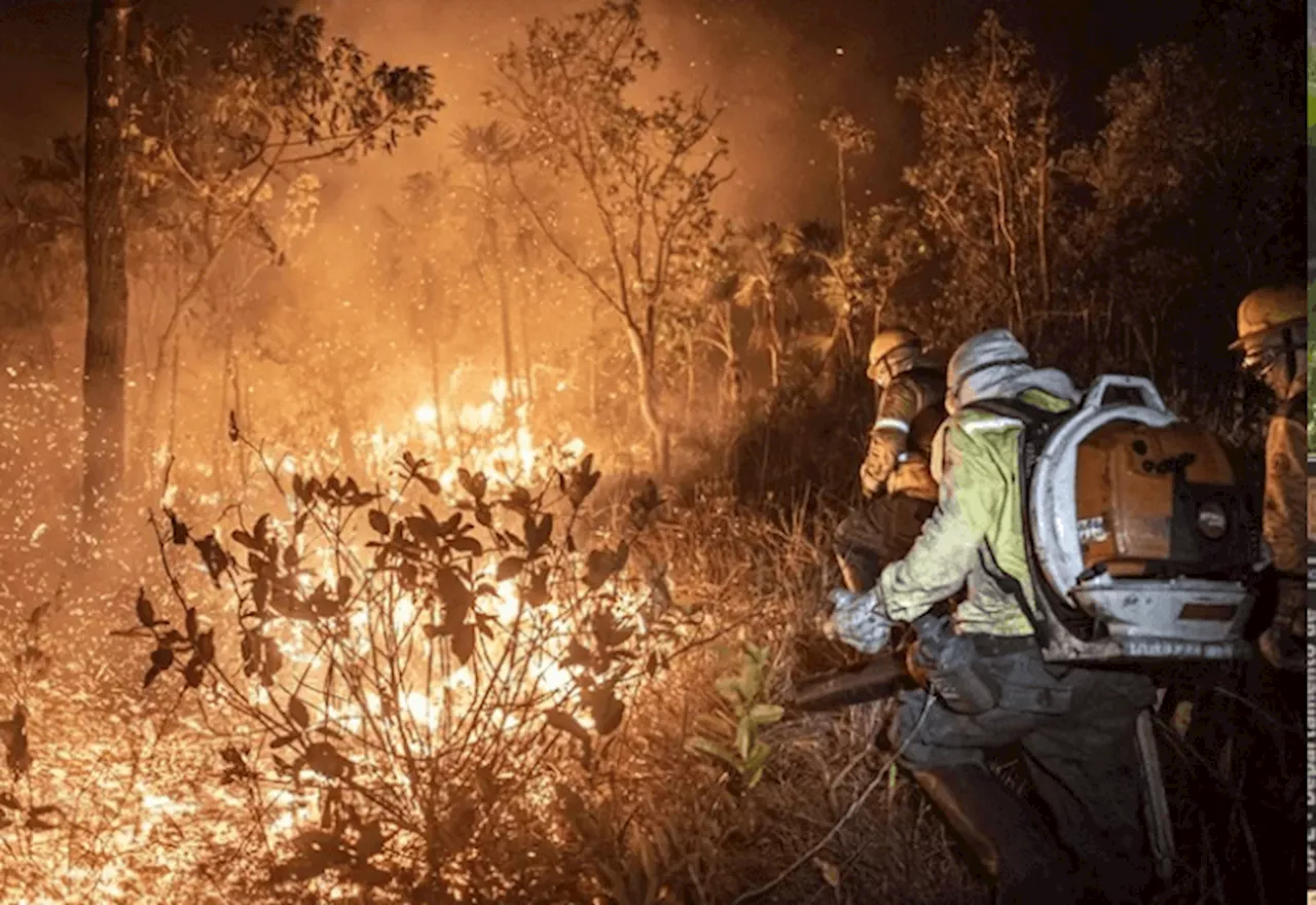 Queimadas 2024: Pará é o Mais Afetado, com Área Maior que a Amazônia