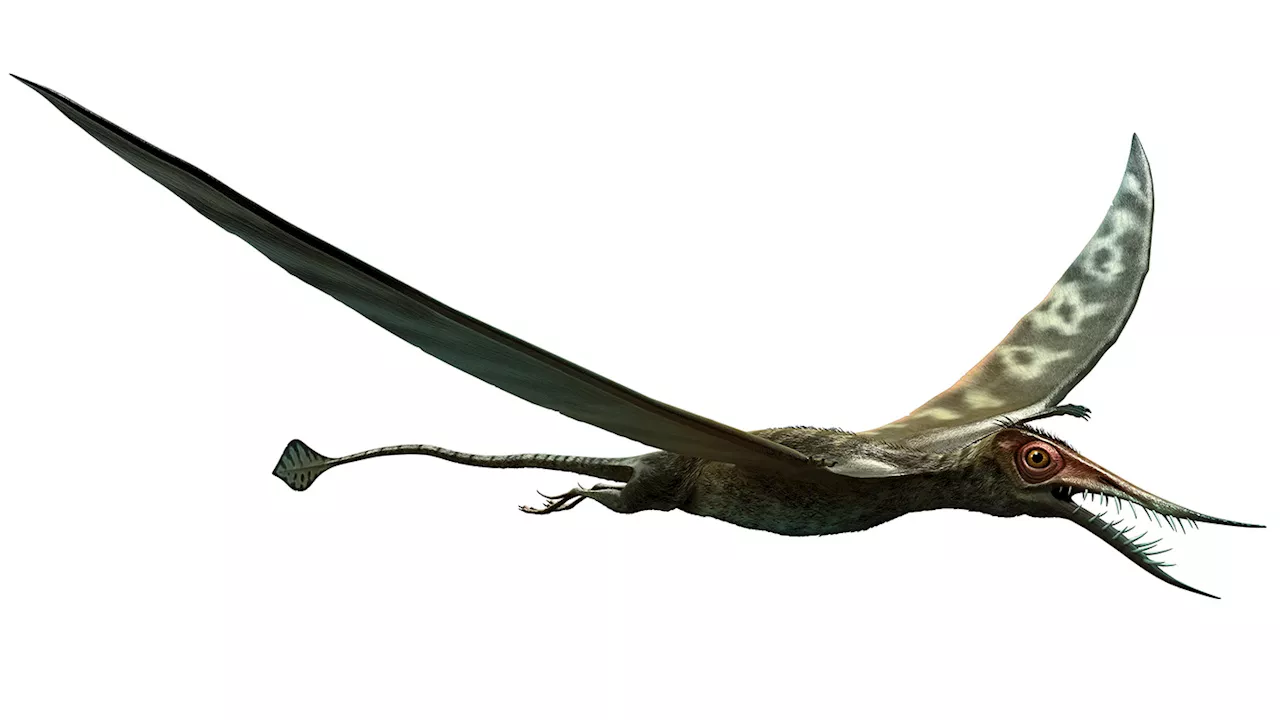 Giant Pterosaur Skeleton Reanalyzed, Scientists Conclude It Was Not a Distinct Species