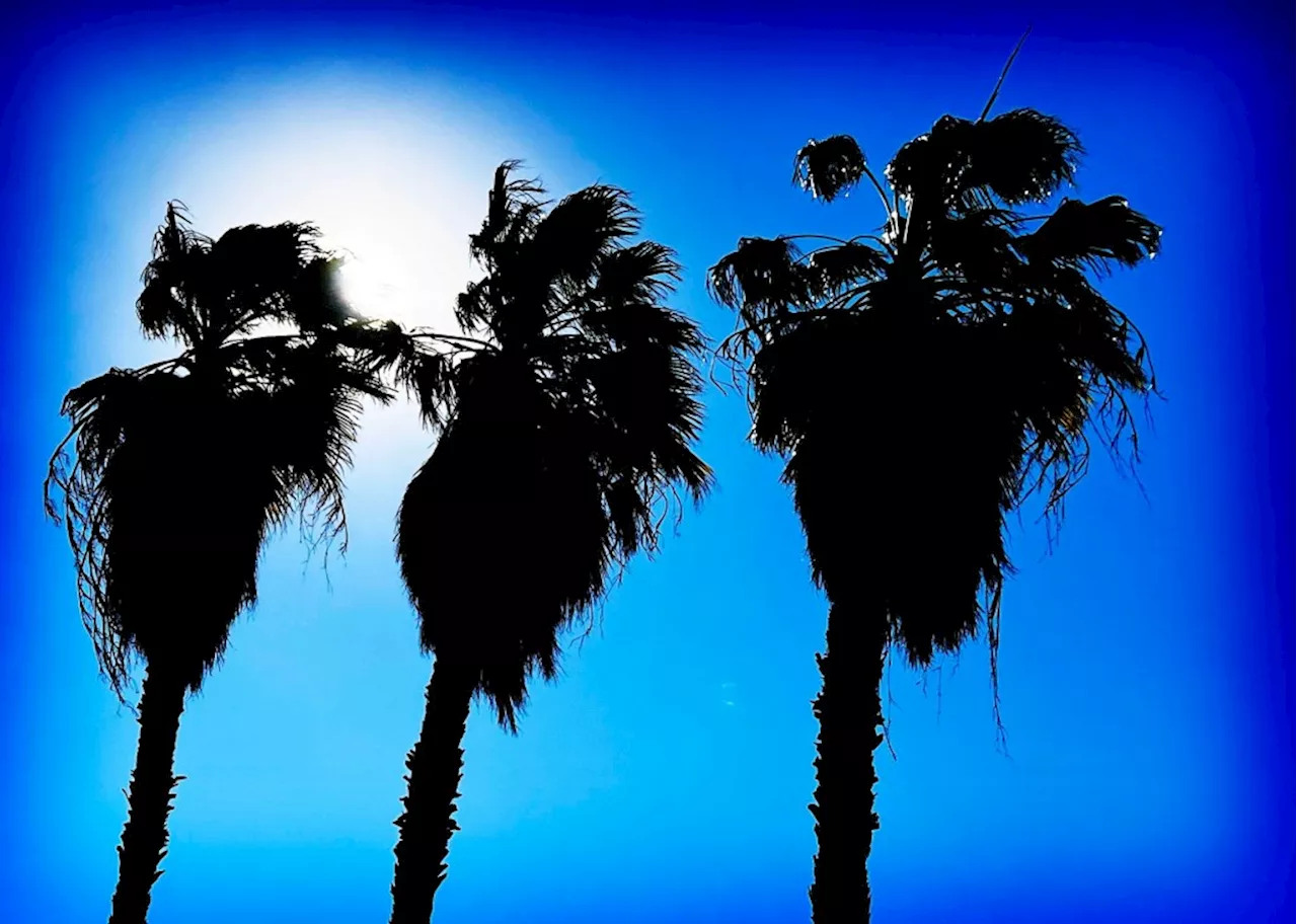 Dead Palm Fronds Pose Fire Hazard in Neighborhood Canyon