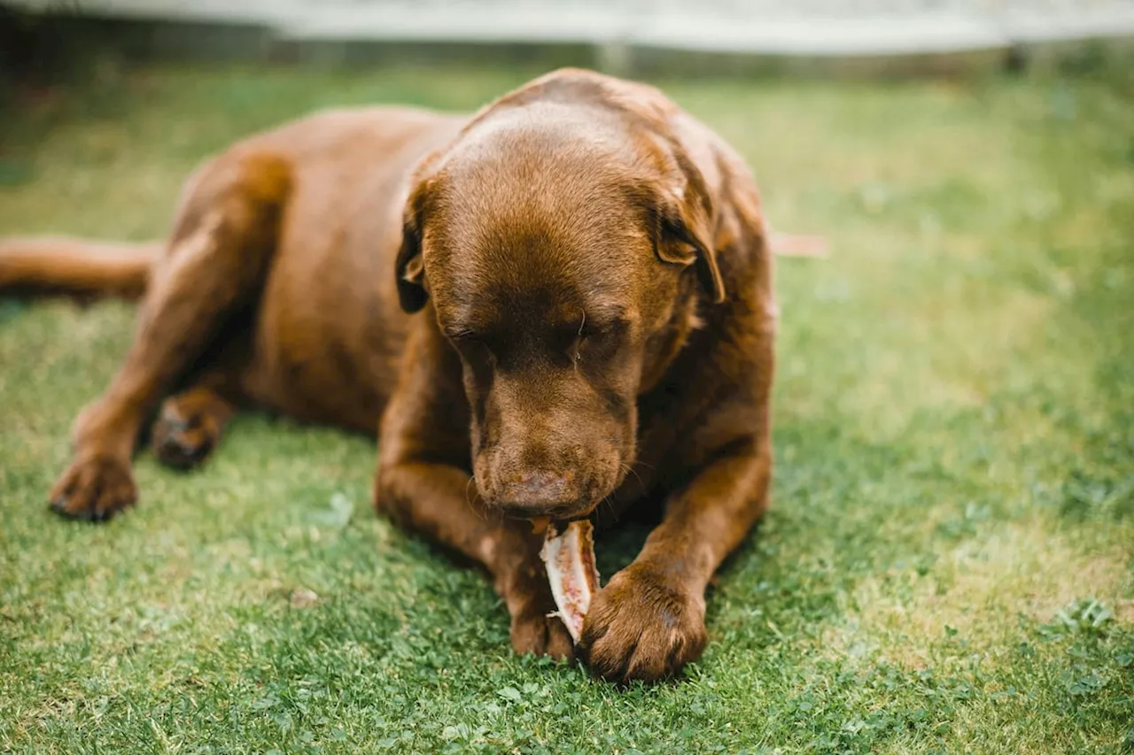 UK Pet Owners Warned Against Chinese Chews Linked to 'Werewolf Syndrome'