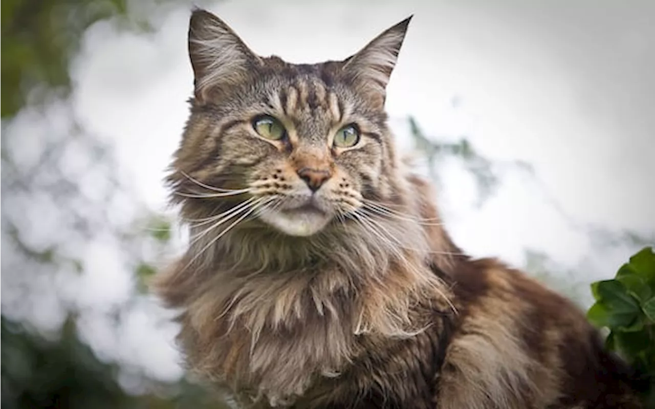 Gatta Maine Coon Lasciata Accidentalmente nella Stiva di un Aereo: Un Giorno di Viaggio Silenzioso