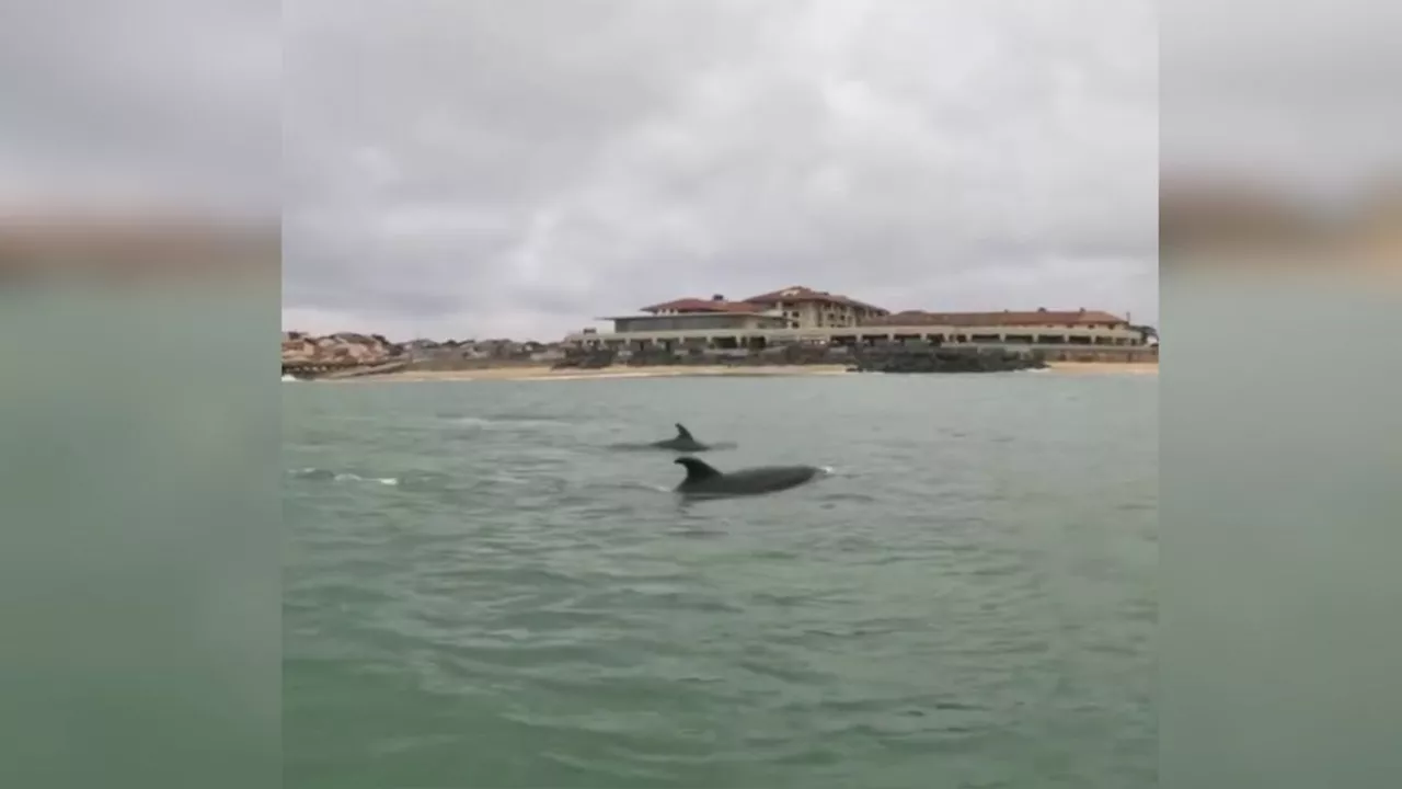 Vidéo. Animaux marins : rencontre magique avec un groupe de dauphins à l’entrée de Capbreton