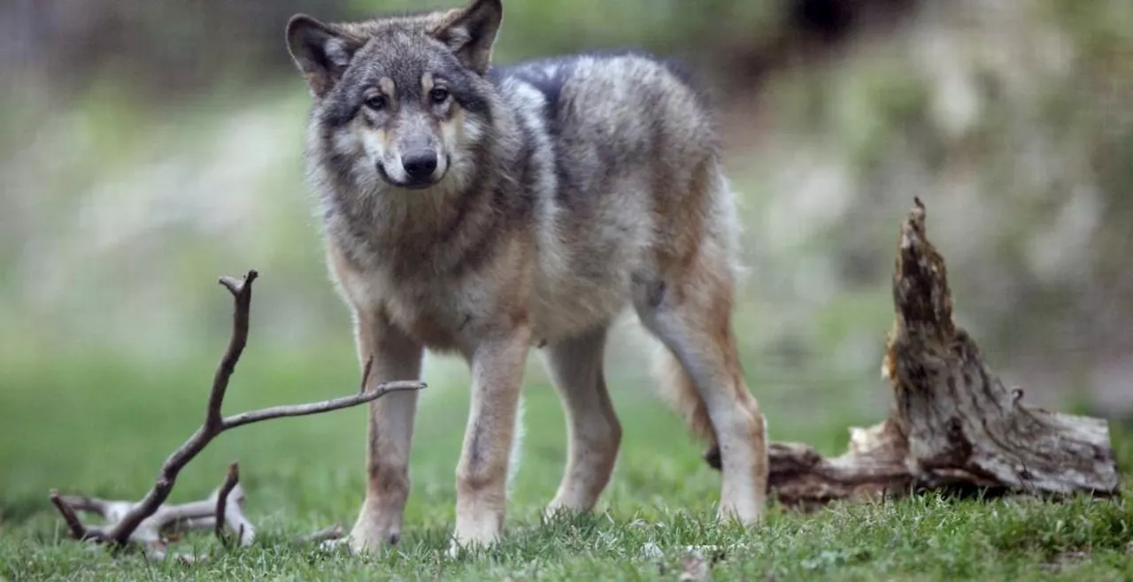 VIDEO. Loup : des tirs autorisés dans les Hautes-Pyrénées après une attaque de troupeau