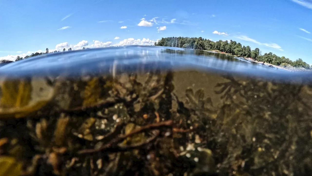 Helsesjekk av Oslofjorden tegner et alvorlig bilde