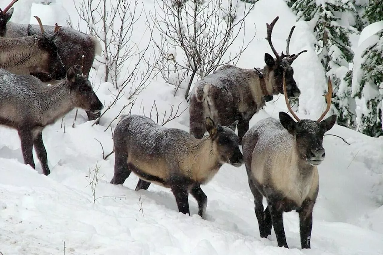 Federal Government Accused of Delaying Critical Habitat Mapping for Endangered Caribou