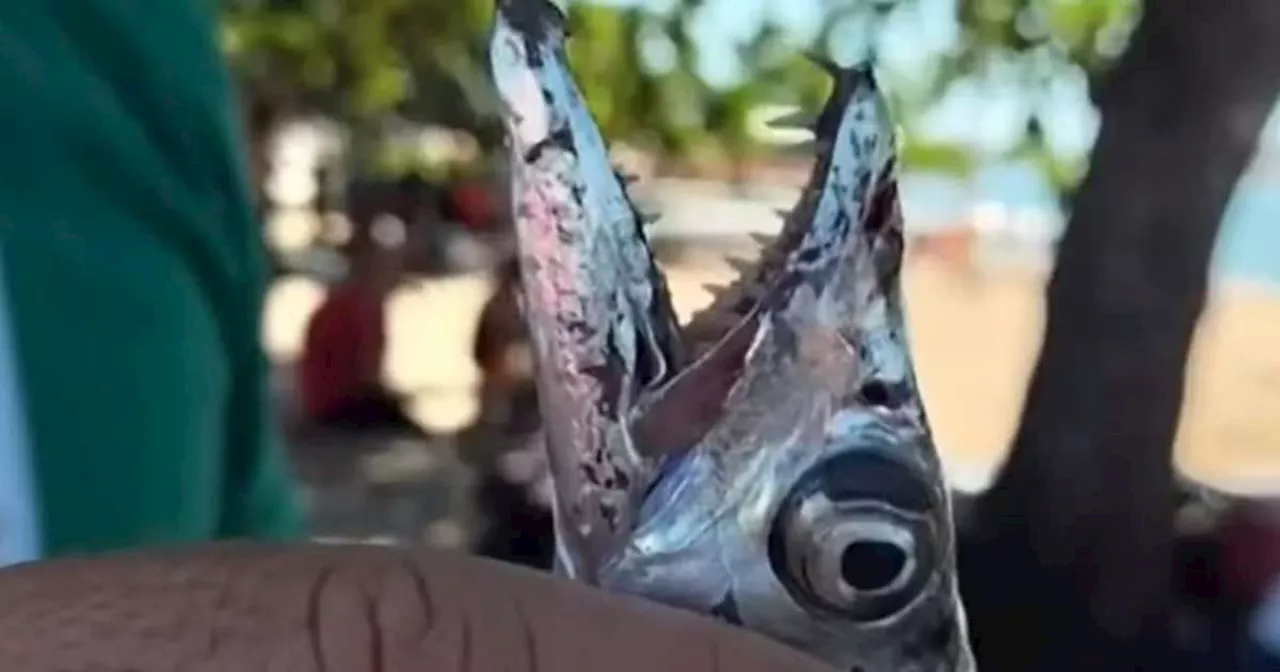 Peixes-espada atacam banhistas em praia do Rio das Ostras