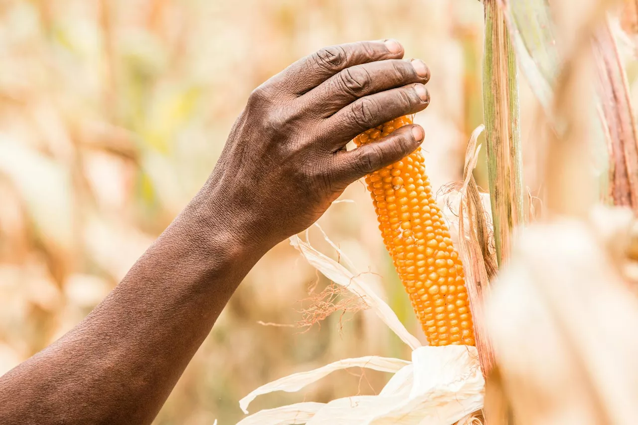 Bacterial Disease on Maize Detected in Four South African Provinces