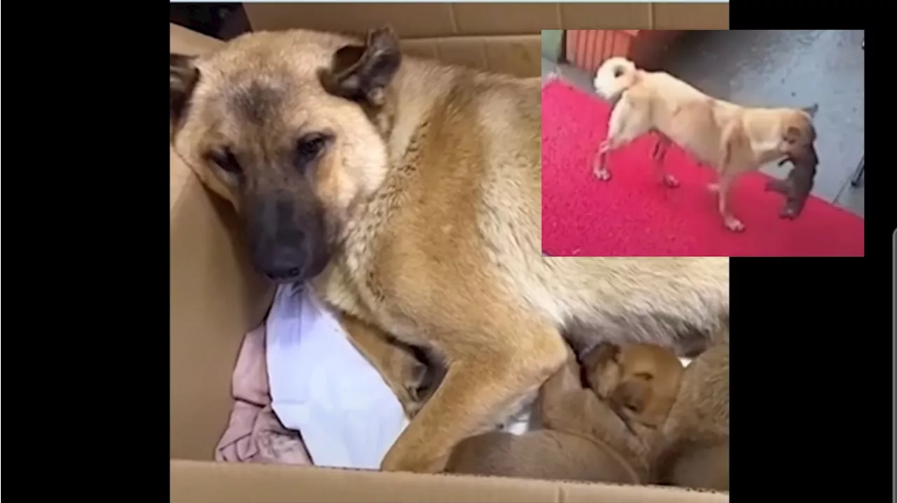 Heartwarming Video Shows Mother Dog Carrying Sick Puppy to the Vet