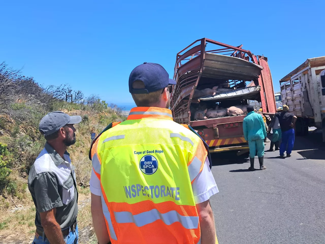 SPCA Helps Pigs After Sir Lowry's Pass Truck Collision - PHOTOS