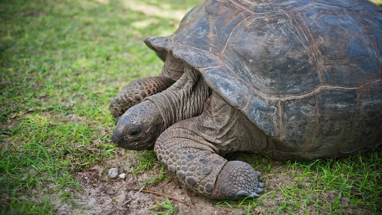 Schildkrötenretter und Santa-Ana-Wind: Die Lage in Los Angeles nach den Waldbränden