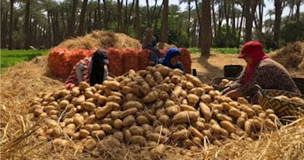 لجنة مبيدات الآفات الزراعية تقدم روشتة لمزارعى البطاطس لمكافحة 'الحفار'