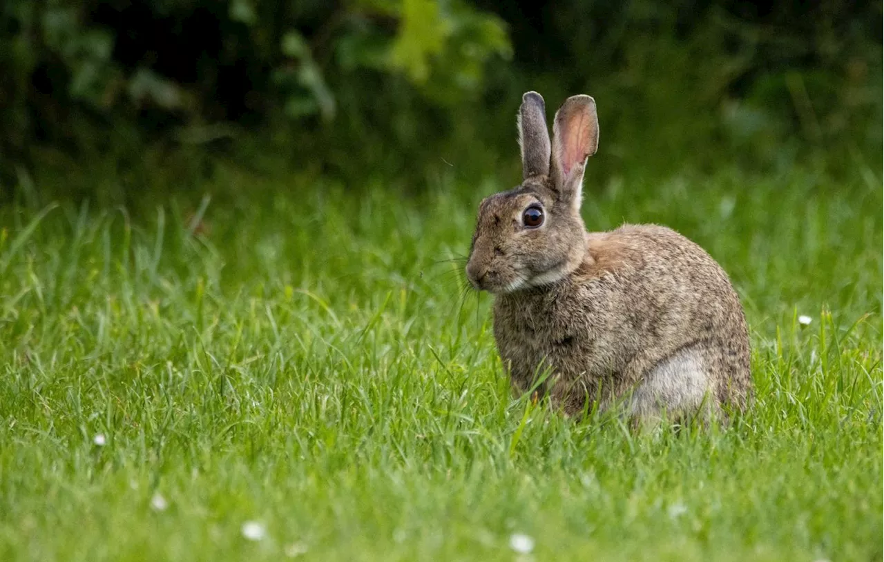 Un homme arrêté pour maltraiter un lapin sur l'île japonaise célèbre pour ses lapins